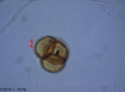 ISEM 1/Cavendishia_aurantiaca_28066/Cavendishia_aurantiaca_28066_0001(copy)_thumb.jpg